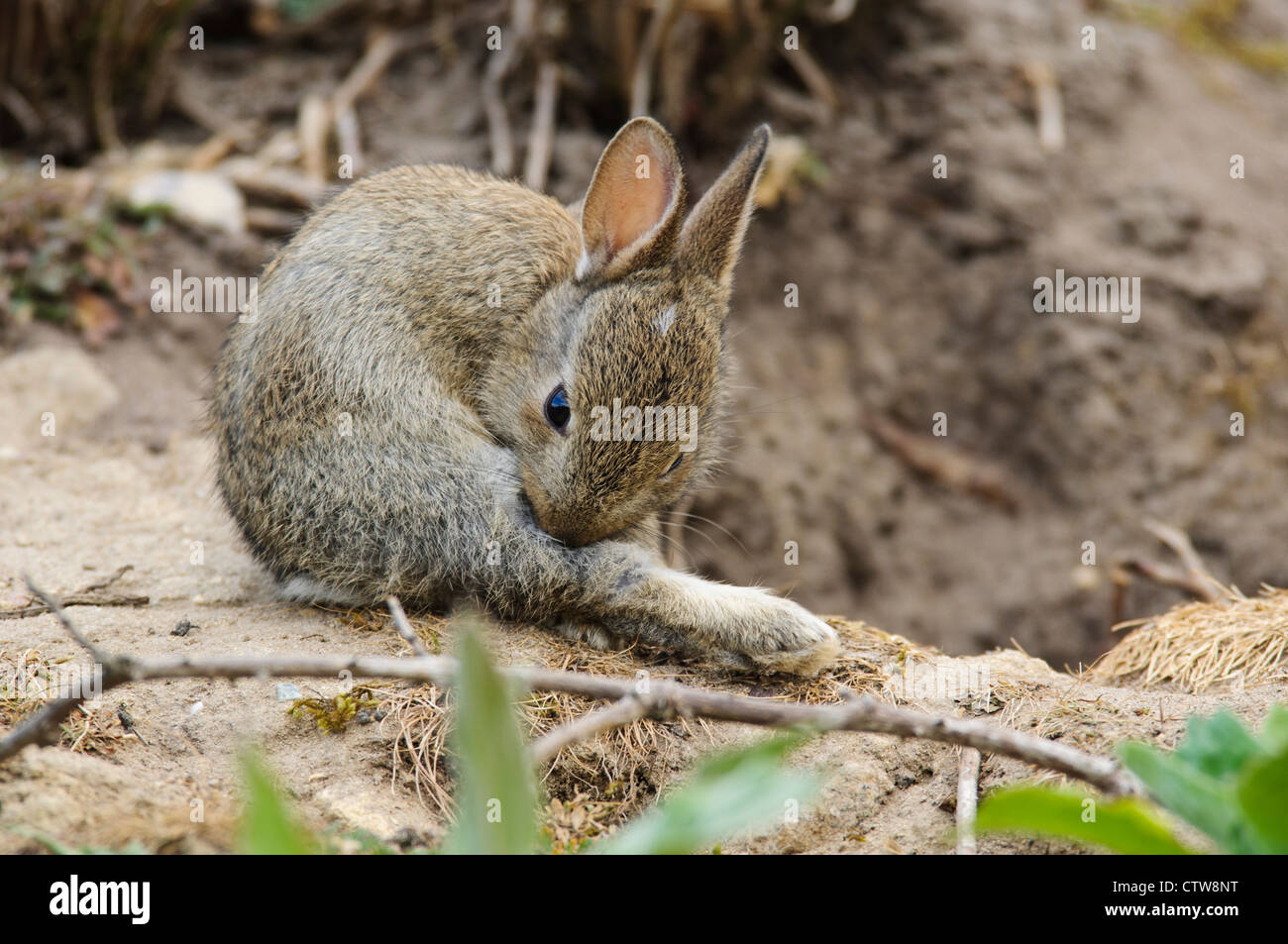 Un coniglio giovane kit (oryctolagus cuniculus) toelettatura stesso da parte dell'ingresso alla sua tana a RSPB Minsmere, Suffolk. Maggio. Foto Stock