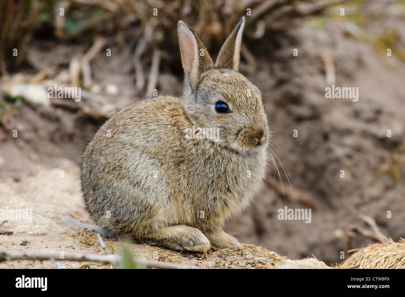 Un coniglio giovane kit (oryctolagus cuniculus) seduti in ingresso alla sua tana a RSPB Minsmere, Suffolk. Maggio. Foto Stock