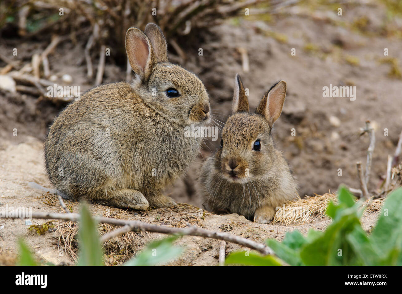 Un coniglio giovane kit (oryctolagus cuniculus) seduti in ingresso alla sua tana mentre una seconda affiora la sua testa fuori. Foto Stock