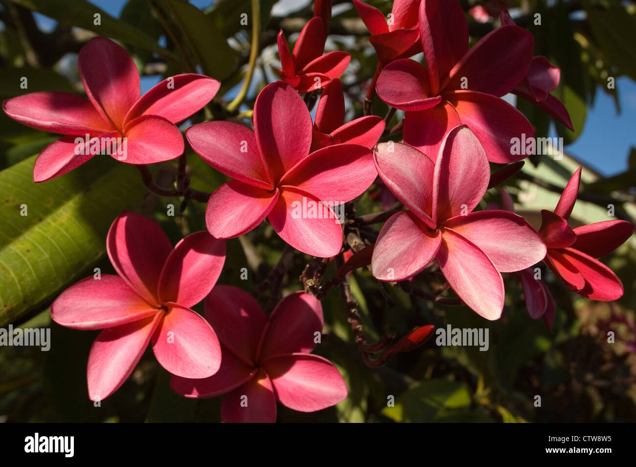 Elk284-7224 Hawaii, Kauai, Poipu, Nazionale Tropicale Giardino Botanico, rosa plumeria fiori Foto Stock