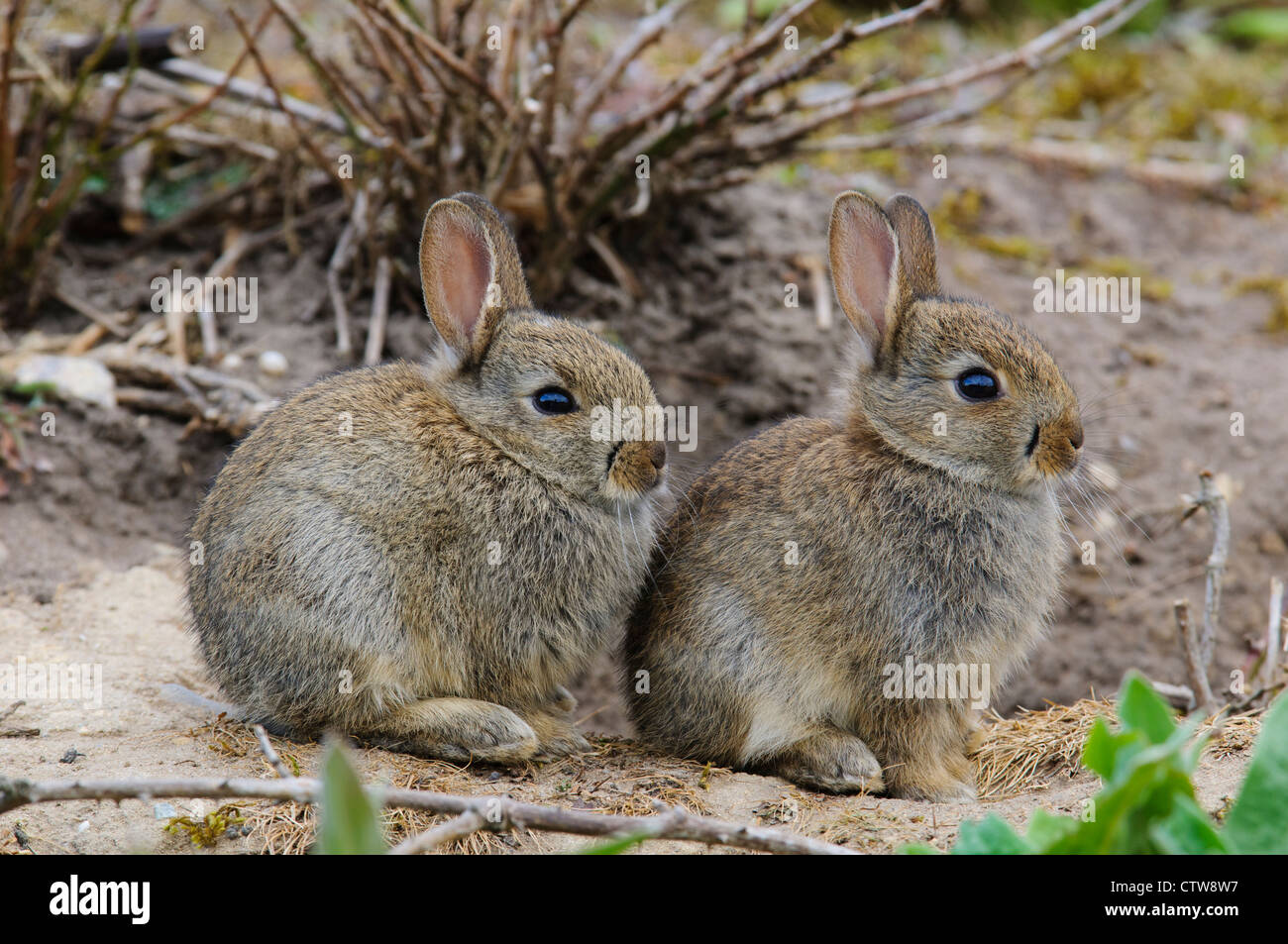 Due giovani kit di coniglio (oryctolagus cuniculus) seduti in ingresso al loro burrow a RSPB Minsmere, Suffolk. Maggio. Foto Stock