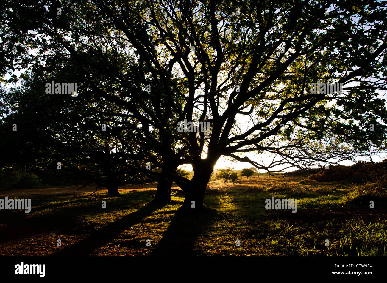Pedunculate Inglese o alberi di quercia (Quercus robur) retroilluminati da sole di setting a RSPB Minsmere, Suffolk. Maggio. Foto Stock