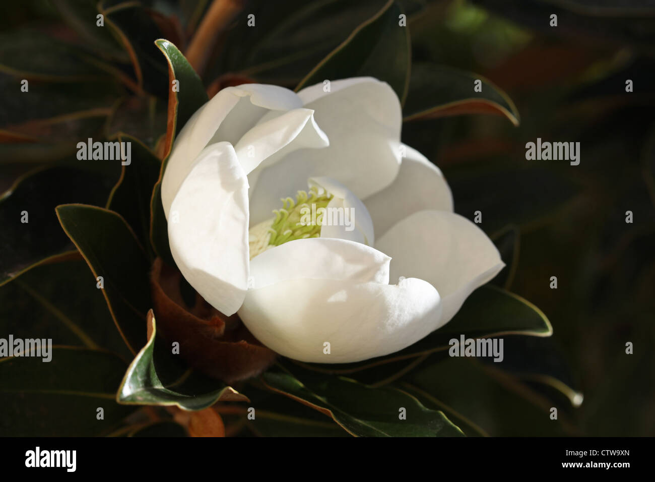 Bianco fiore di Magnolia con un centro di calce che è circondata dal verde su un albero in Maui. Foto Stock