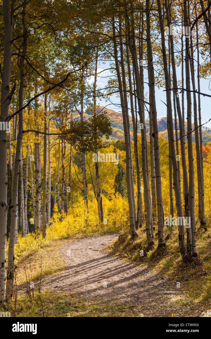 Colore d'autunno con Aspens Turning - lungo la strada di Kebler Pass in Colorado. Foto Stock