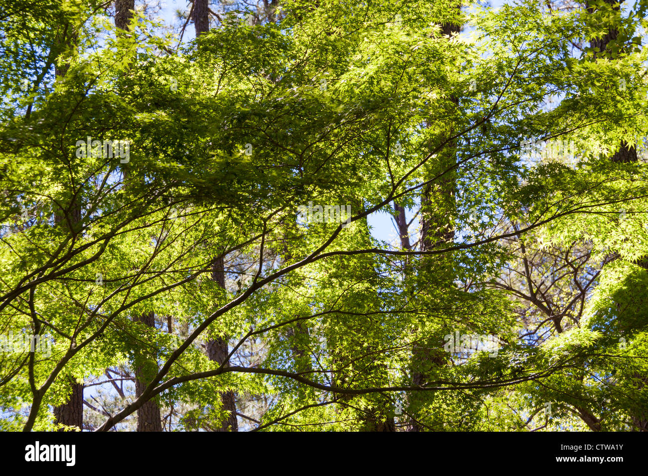 Luce che splende attraverso foglie verdi sugli alberi nel giardino Azalea Overlook a Callaway Gardens a Pine Mountain, Georgia. Foto Stock