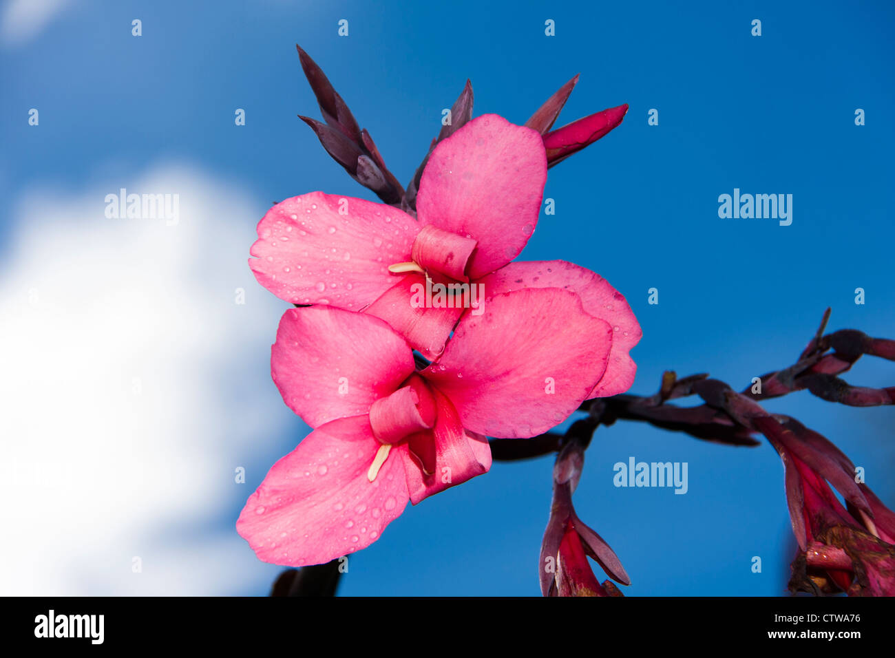 Fiori di canna in giardini tropicali in Costa Rica. Foto Stock