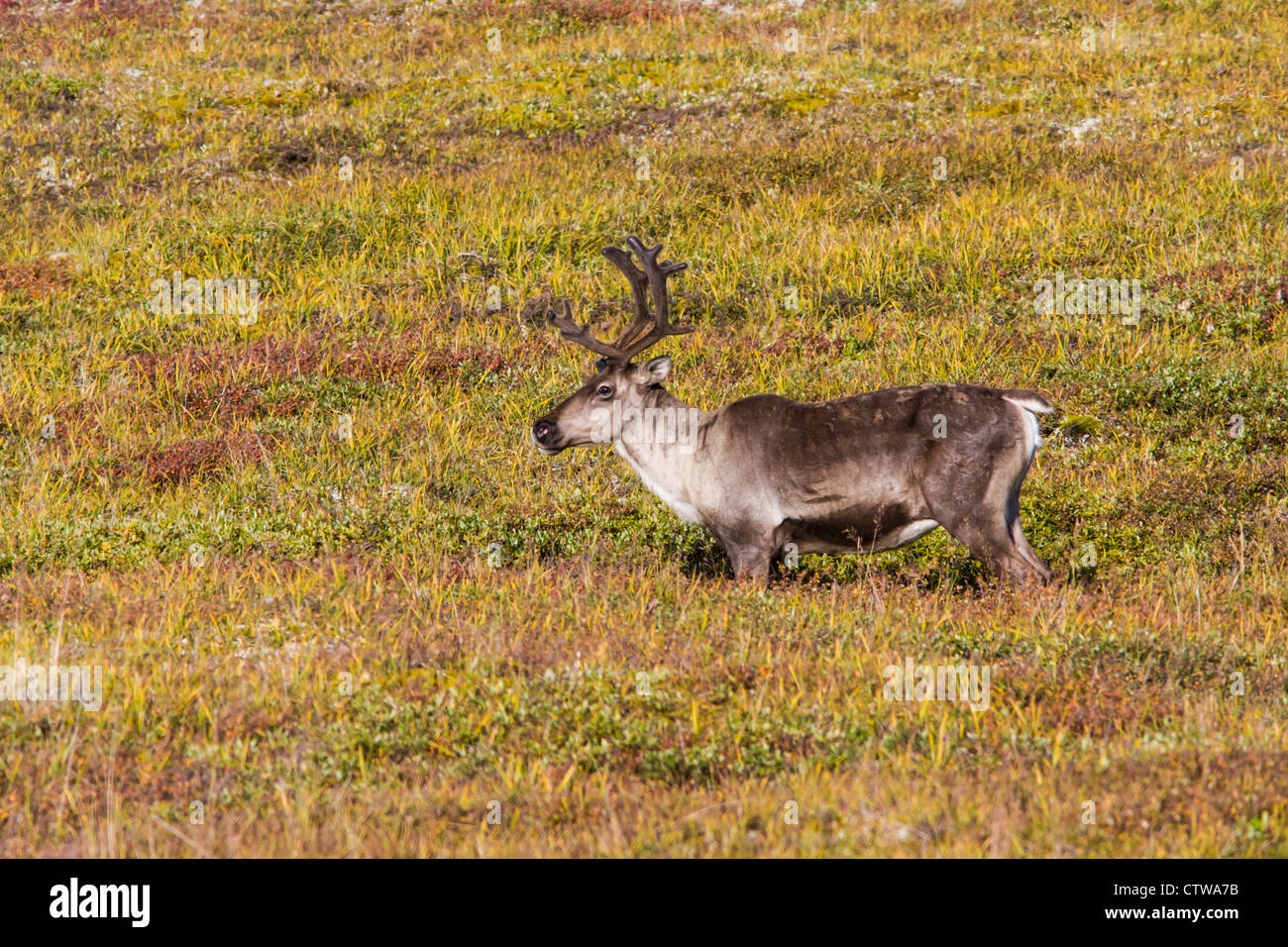 Caribou o Raineer, Rangifer tarandus, nel Parco Nazionale di Denali e Riserva Naturale in Alaska. Foto Stock