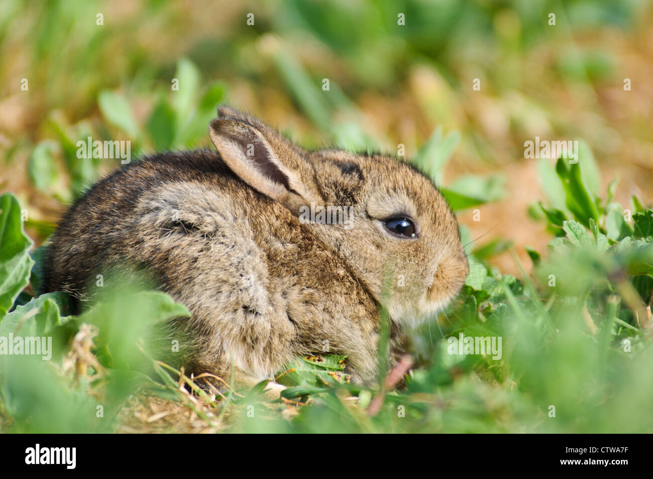 Un giovanissimo coniglio (oryctolagus cuniculus) rendendo una delle sue prime incursioni fuori dal suo nido a Elmley paludi NNR Foto Stock