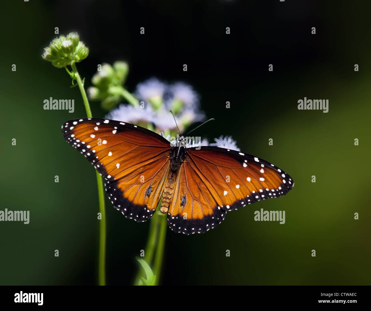Regina butterfly (Danaus gilippus) in appoggio sui fiori Foto Stock