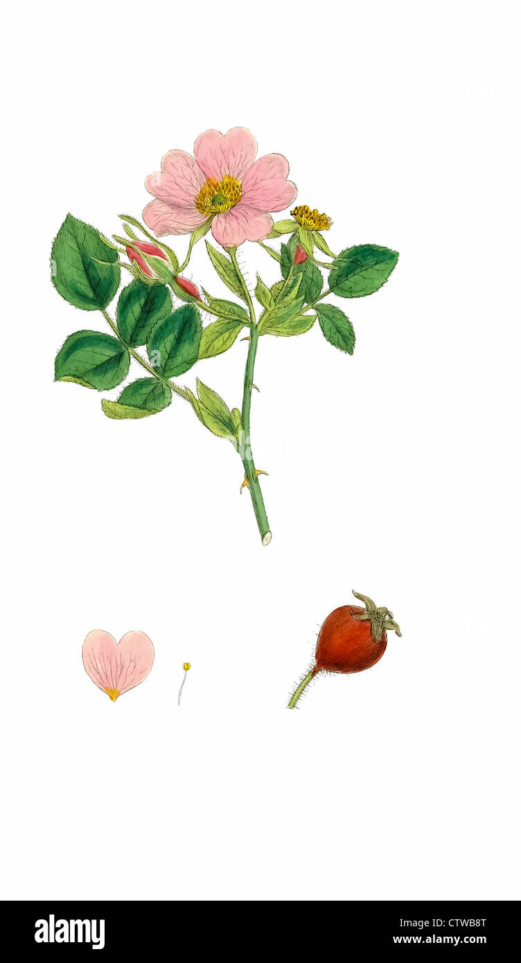 Illustrazione di comune Sweet Briar rose da Sowerby Foto Stock