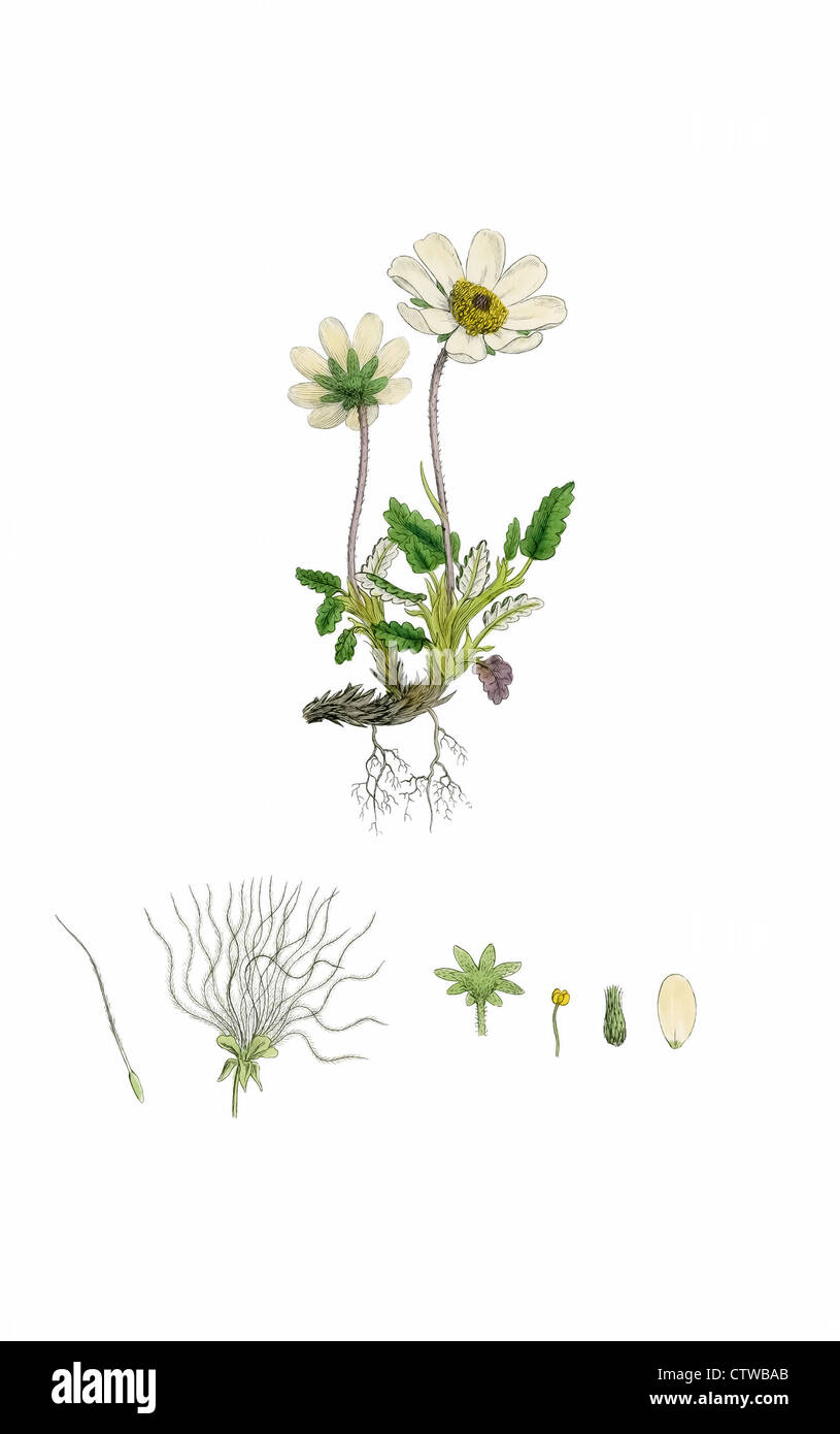 Illustrazione di montaine avens da Sowerby, mountain avens, dryas bianco, bianco dryad - Dryas octopetala (otto petali) Foto Stock