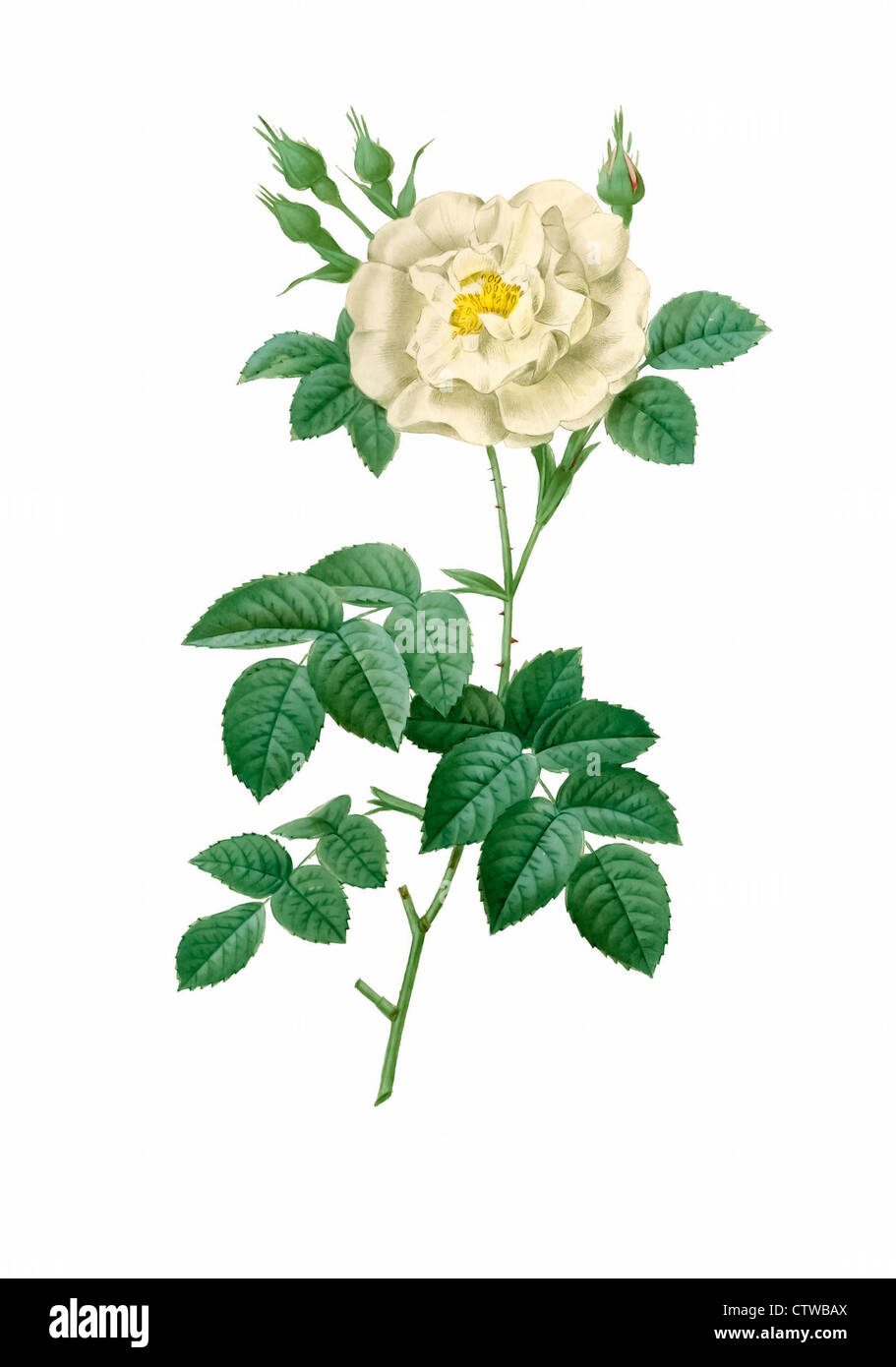 Illustrazione di rosa alba flore pleno Foto Stock