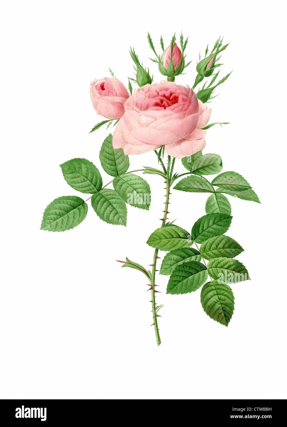 Illustrazione di rosa bifera officinalis, Autunno rose di Damasco Foto Stock