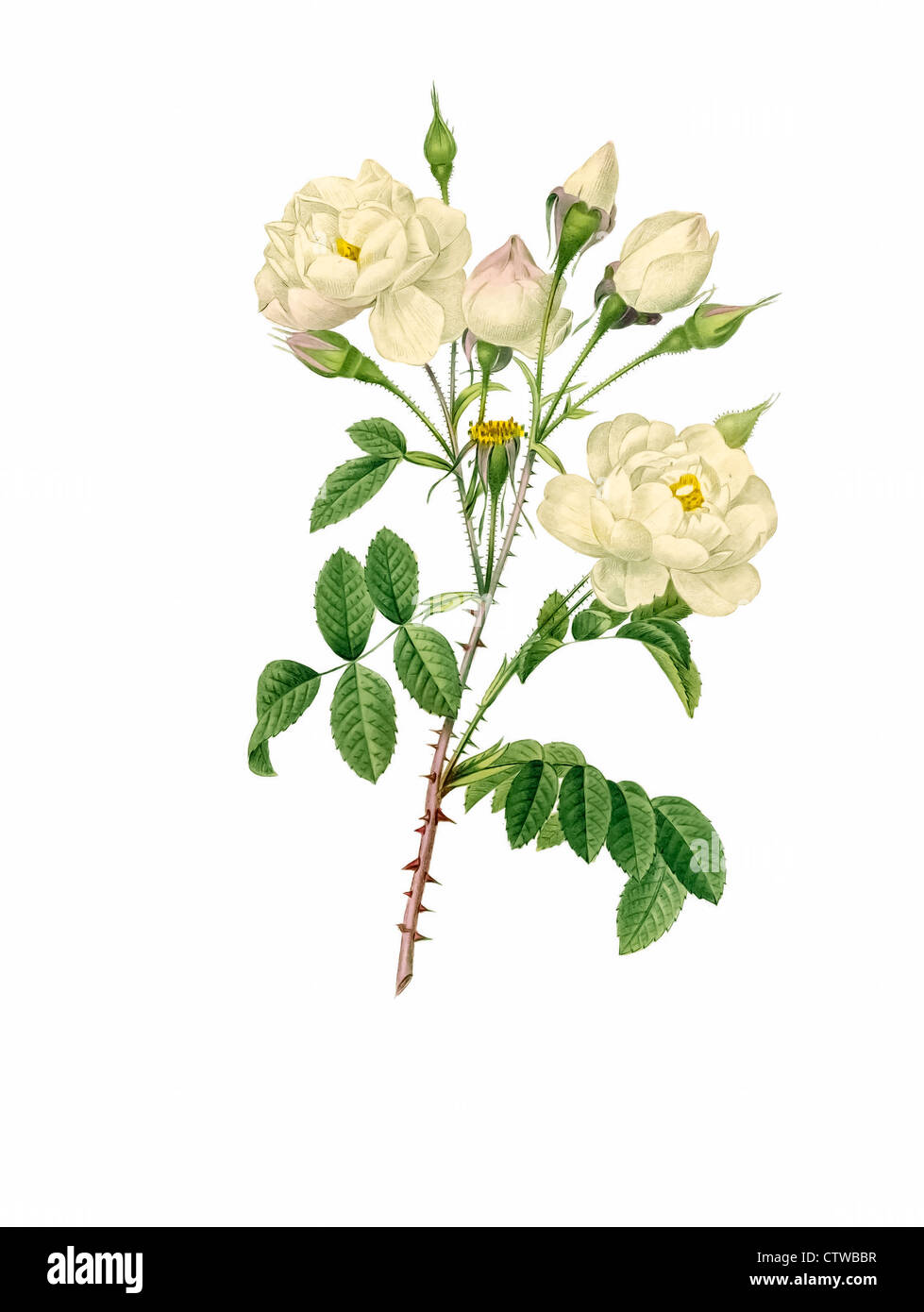 Illustrazione di rosa campanulata alba Foto Stock