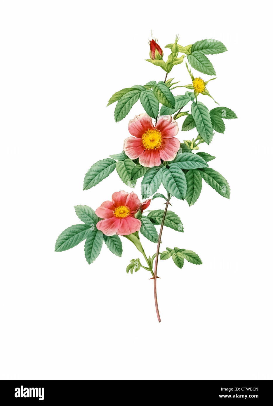 Illustrazione di rosa cinnamomea flore simplici, singolo può rose Foto Stock