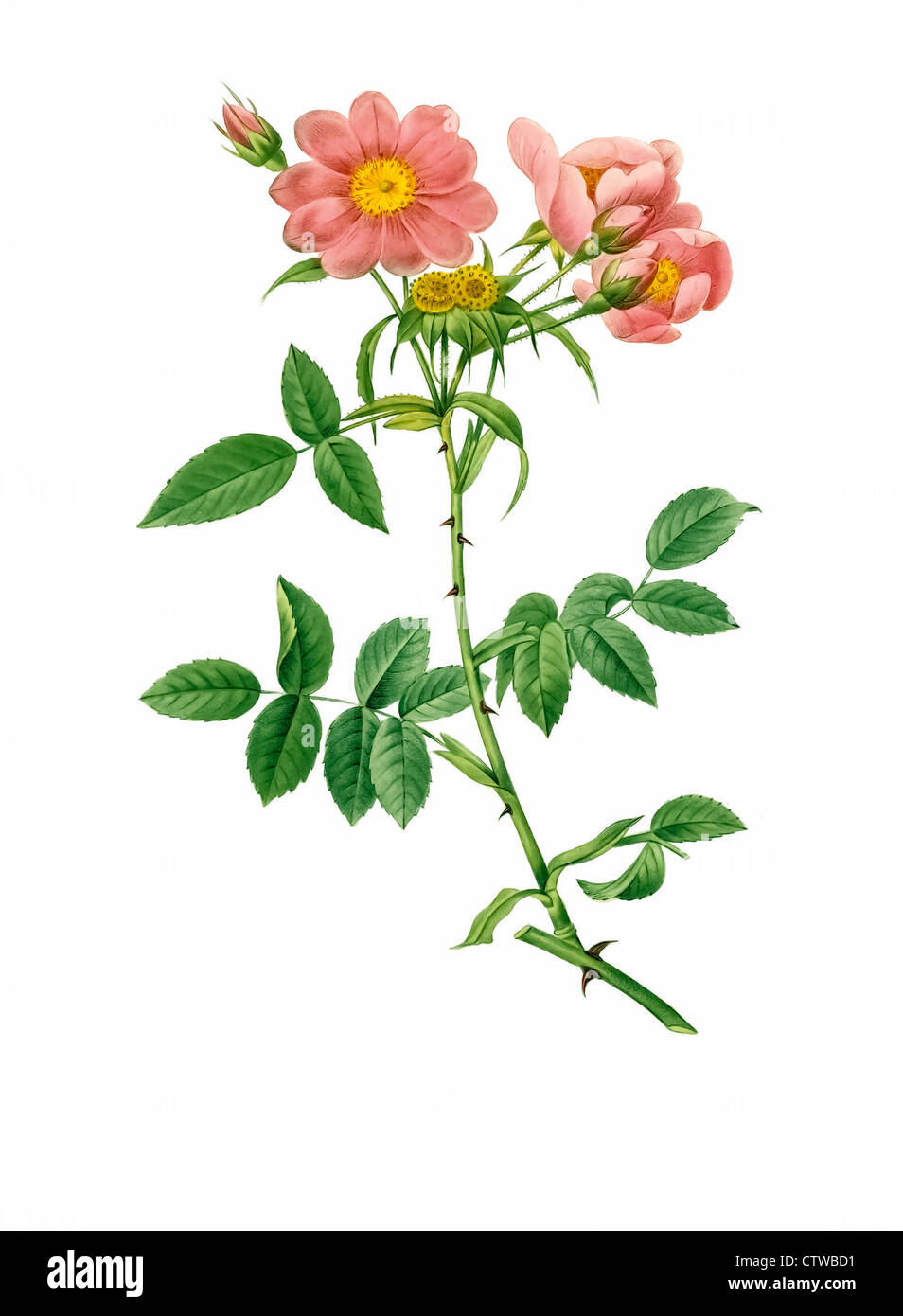Illustrazione di rosa collina monsoniana, Rose di Lady Monson Foto Stock