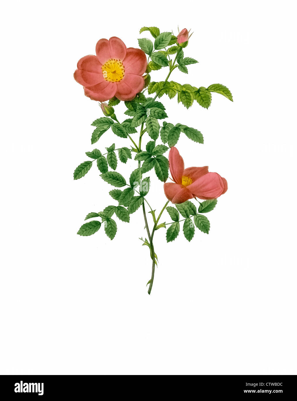 Illustrazione di rosa eglanteria sub ruba Foto Stock