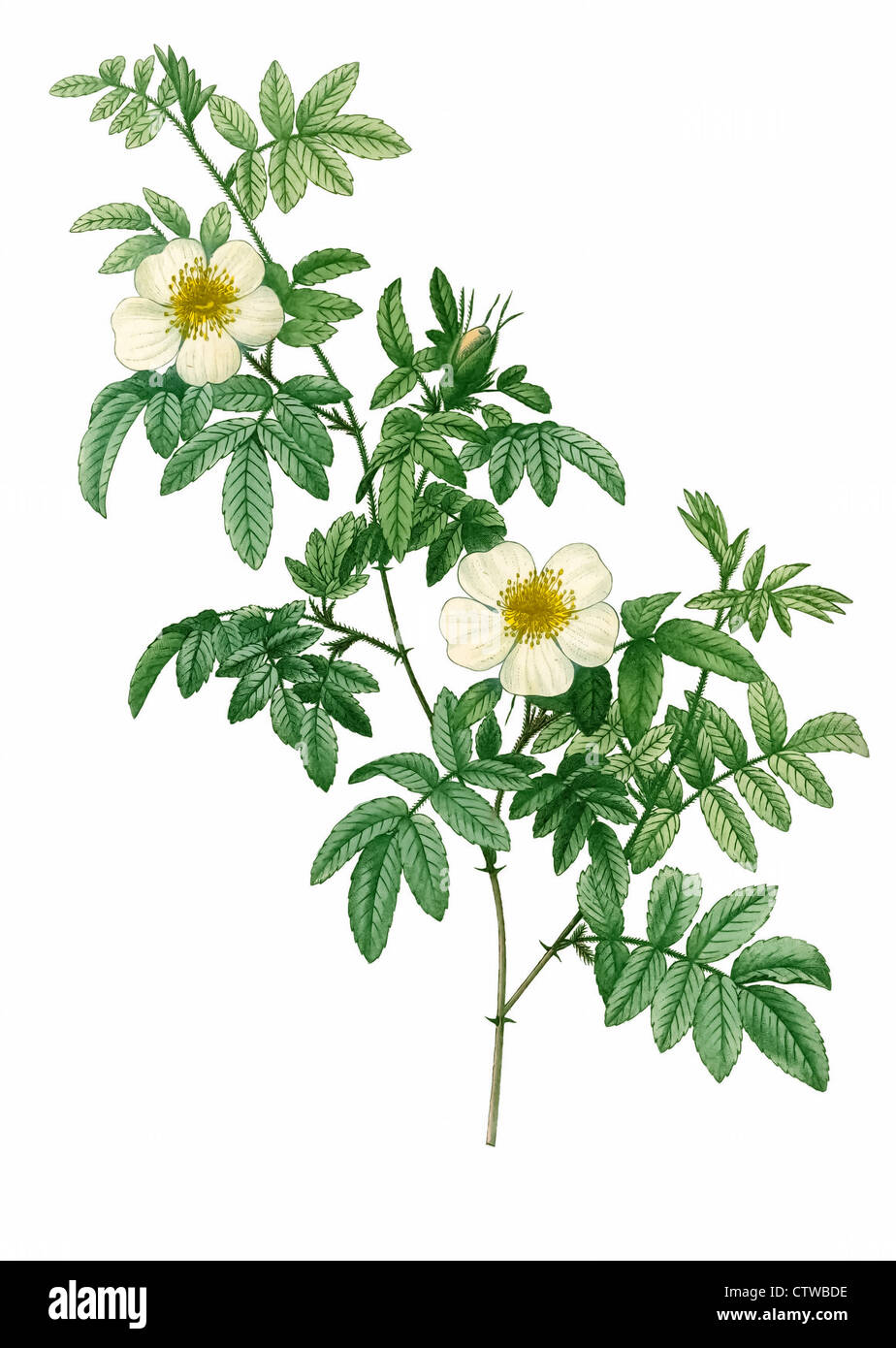 Illustrazione di rosa elynophylla, elinophylla Foto Stock