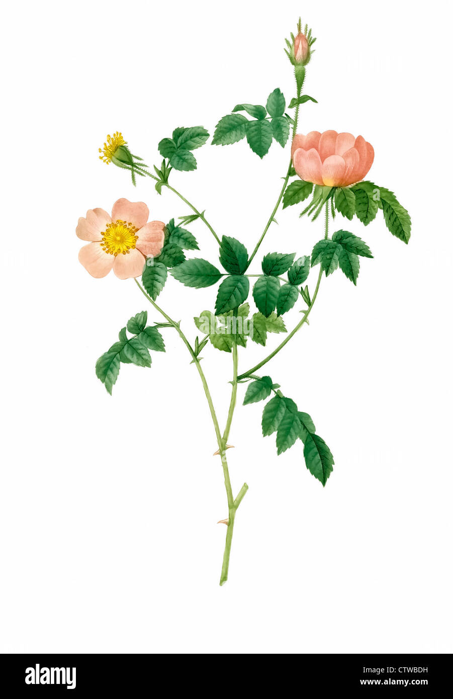 Illustrazione di rosa foetida,Austrian briar,Persiano rosa gialla, rame austriaca rose Foto Stock