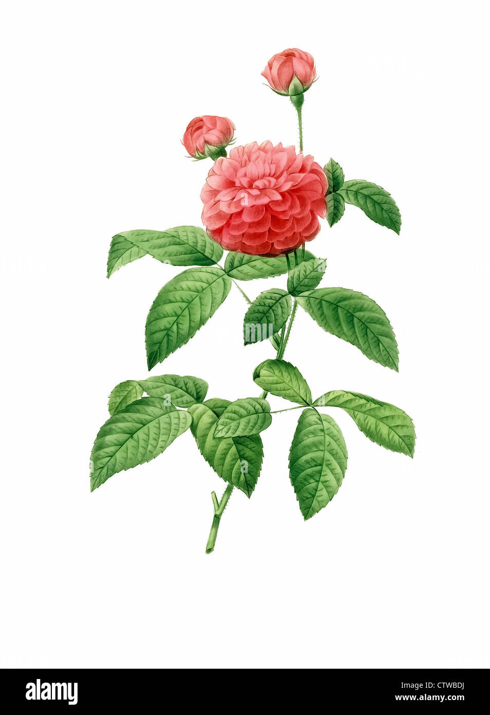Illustrazione di rosa gallica agatha delphiniana, figlio di Francia rose Foto Stock