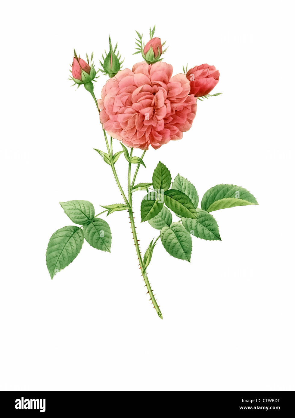 Illustrazione di rosa gallica agatha regalis, Royal Agatha rose Foto Stock