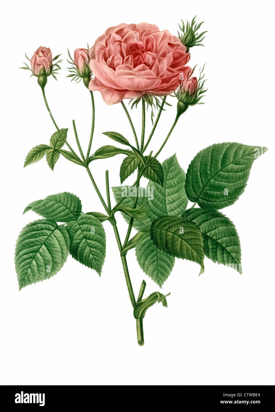Illustrazione di rosa gallica granatus Foto Stock