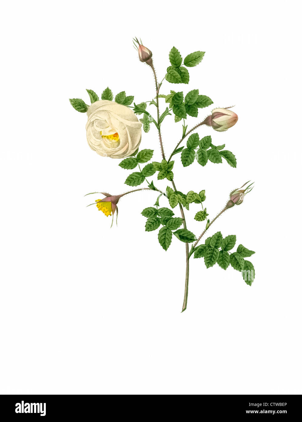 Illustrazione di rosa hispida argentea Foto Stock