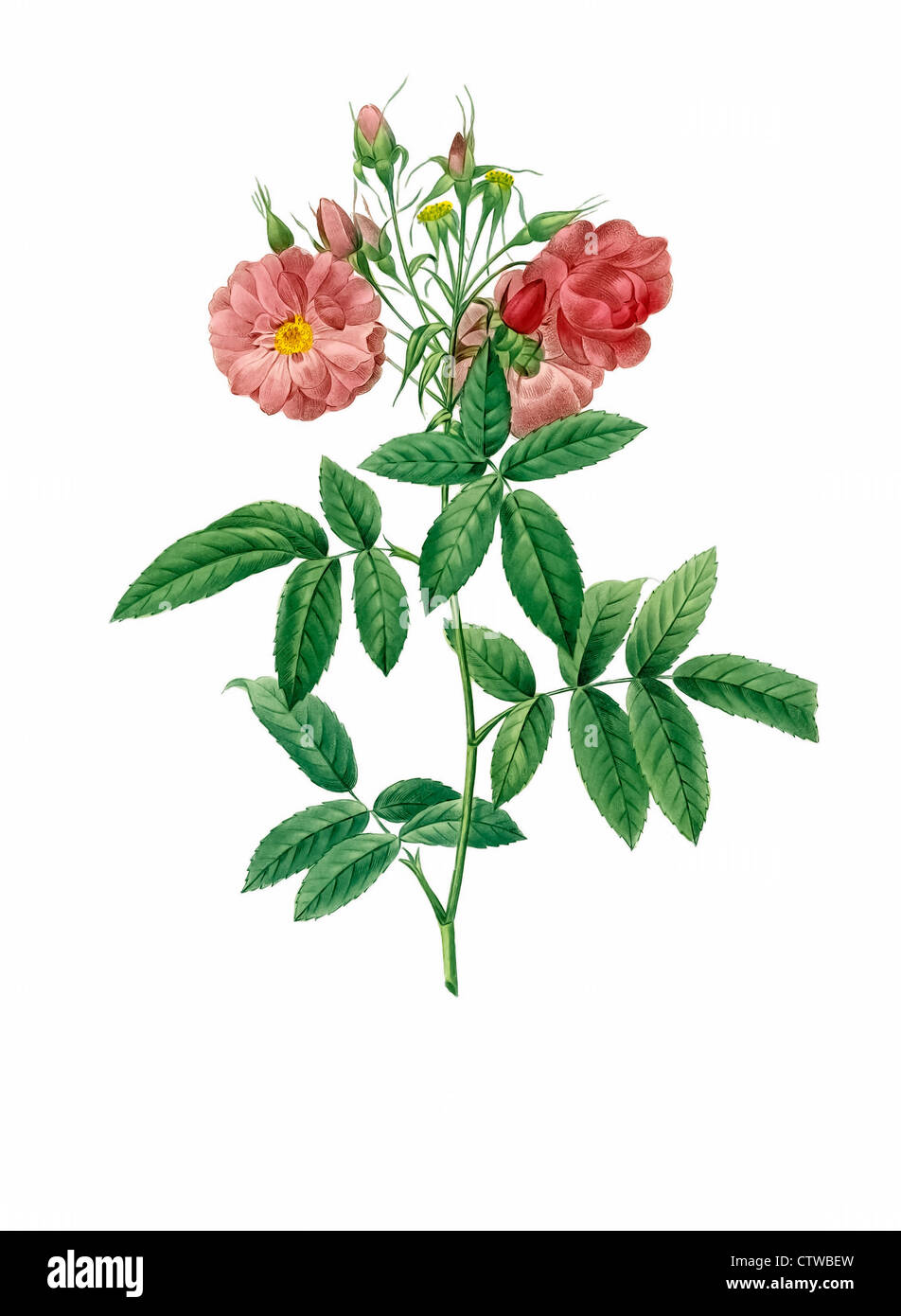 Illustrazione di rosa hudsoniana subcorymbosa Foto Stock