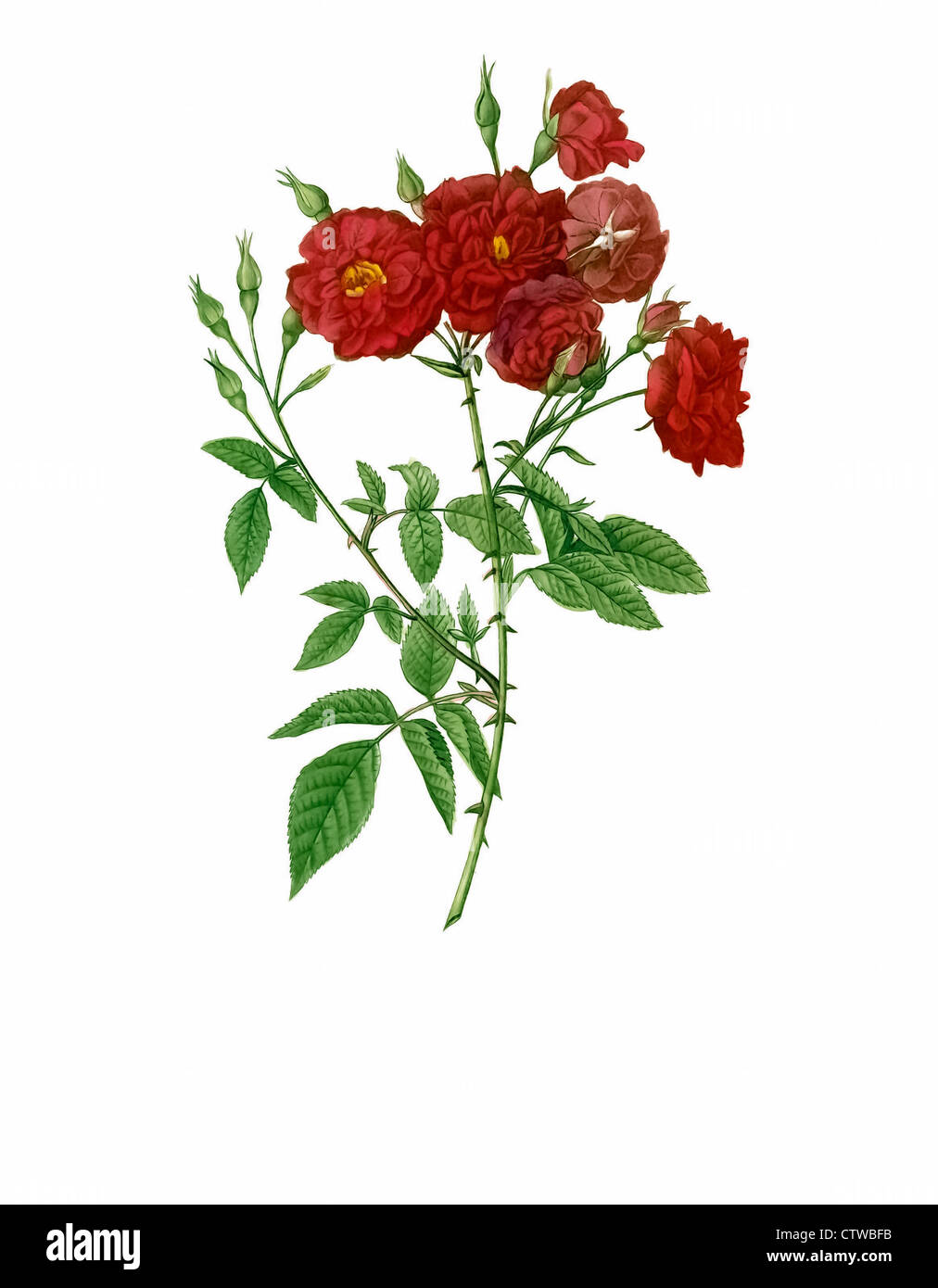 Illustrazione di rosa indica subviolacea, vicino a Violet Cina rose Foto Stock