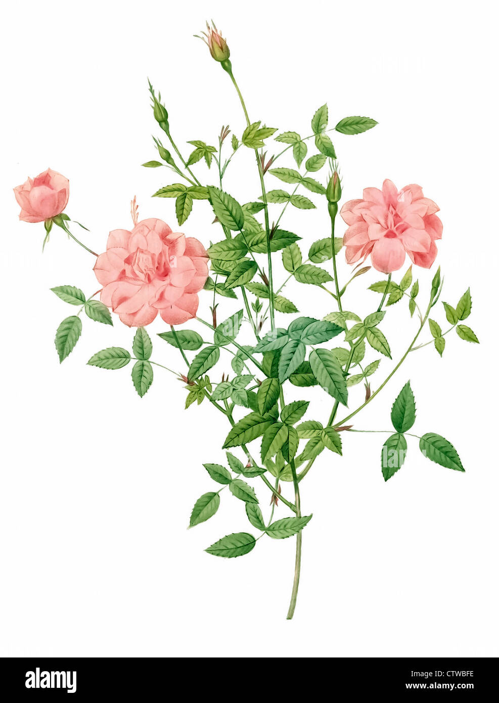 Illustrazione di rosa indica pumila, nana rosa bengala Foto Stock