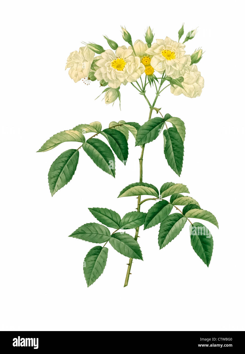 Illustrazione di rosa moschata flore semi pleno, Thory' Rose Foto Stock