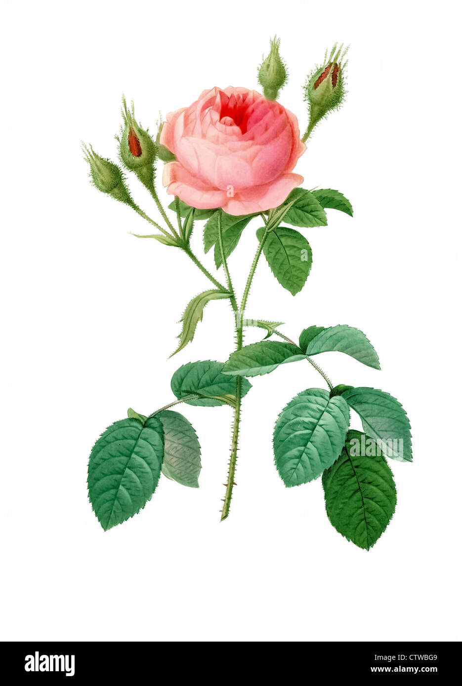 Illustrazione di rosa muscosa Foto Stock