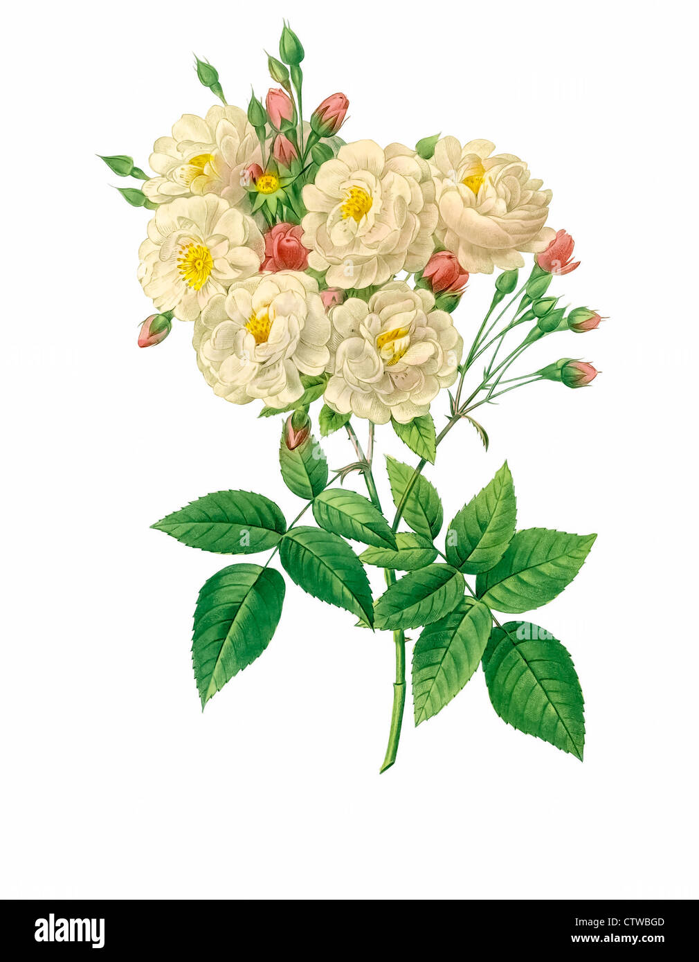 Illustrazione di rosa noisettiana Foto Stock