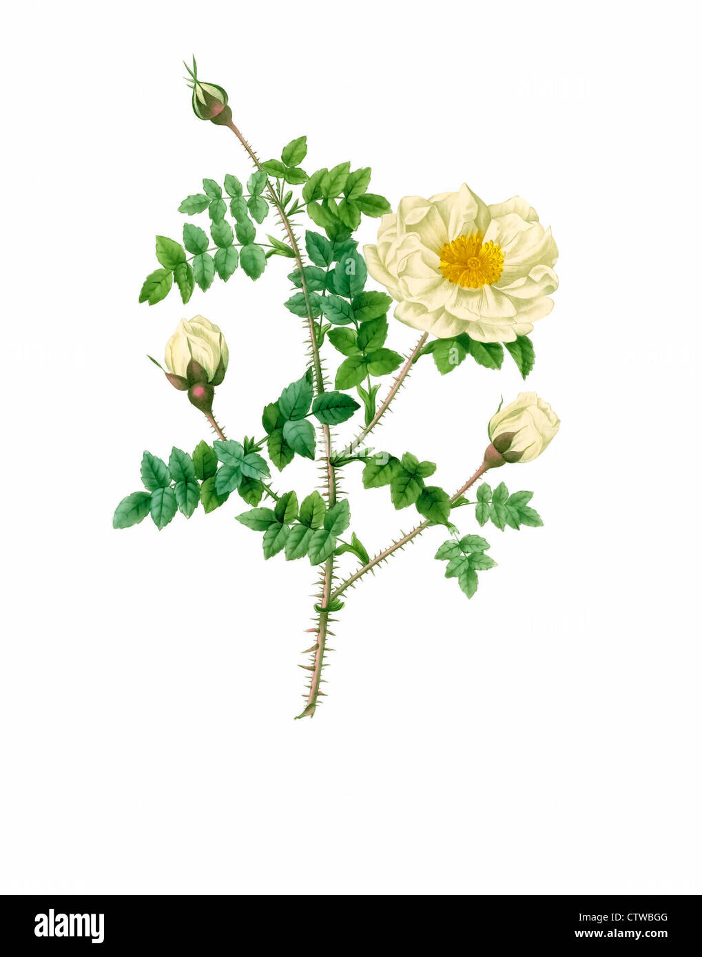 Illustrazione di rosa pimpinellifolia alba flore multiplici Foto Stock