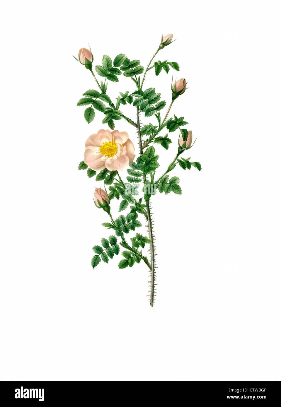 Illustrazione di rosa pimpinellifolia rubra flore multiplici (Rosier Pimprenelle 'Double Rosa Scotch Briar') Foto Stock
