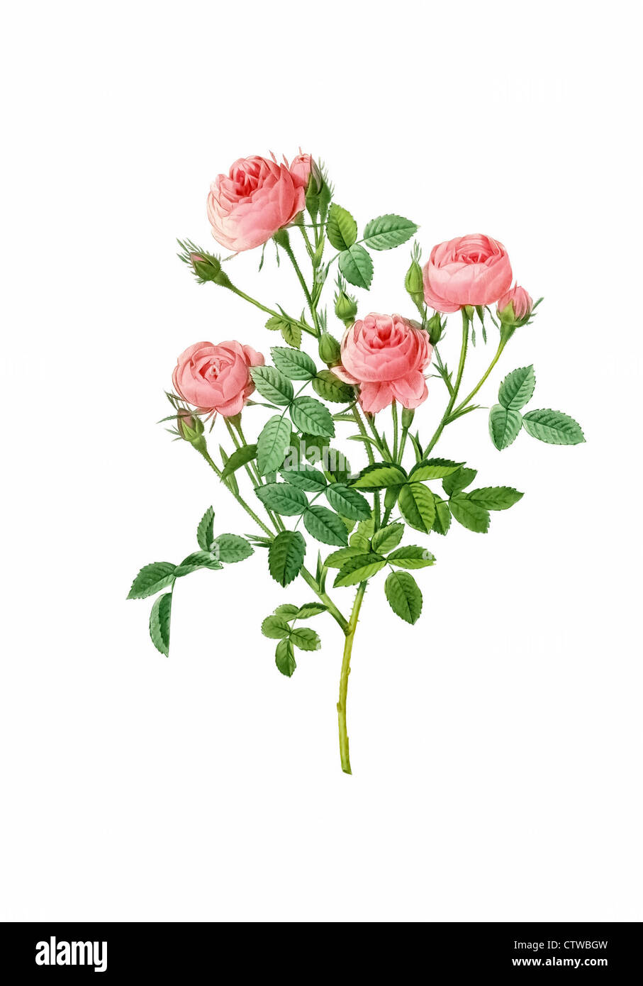 Illustrazione di rosa pomponia Foto Stock