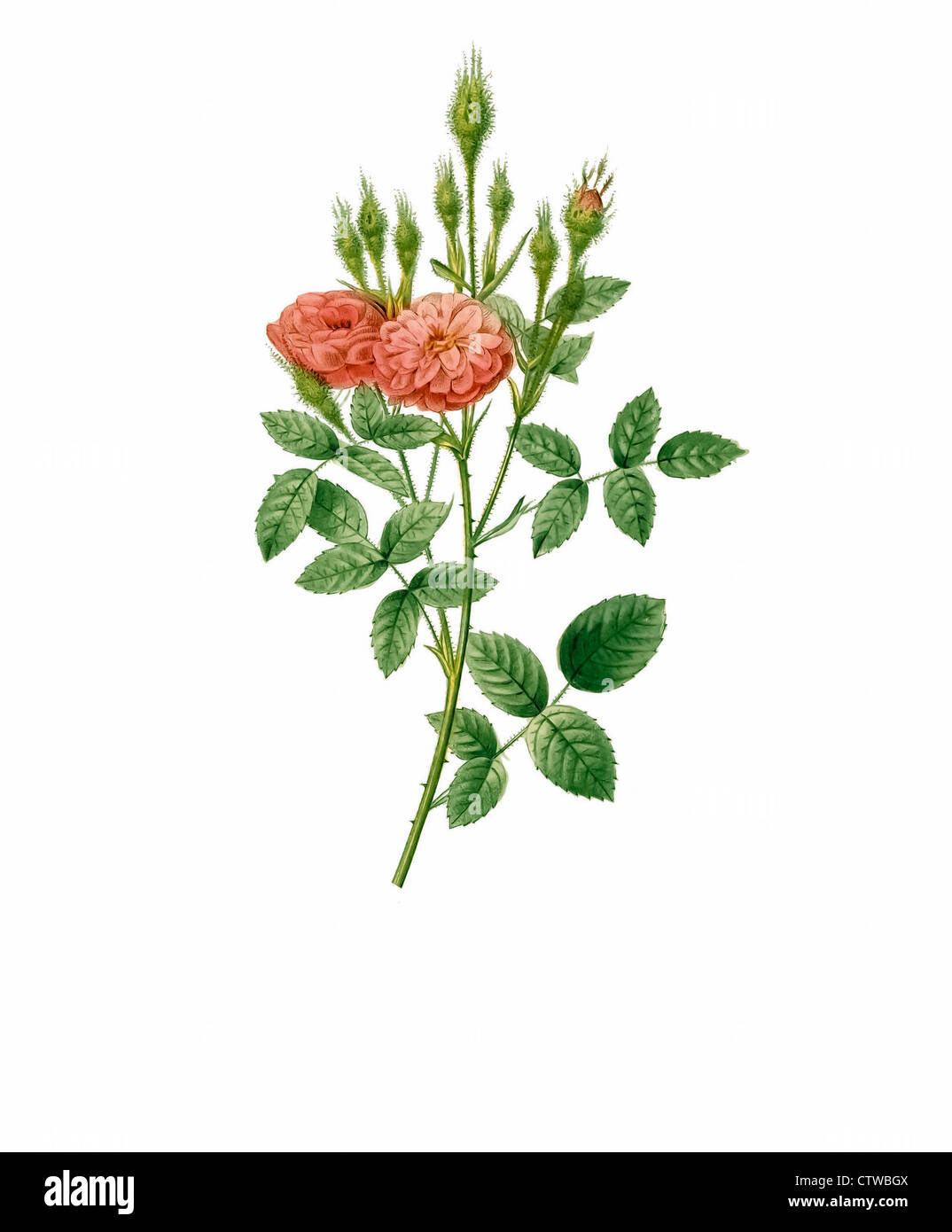 Illustrazione di rosa quello di Pomponiana muscosa Foto Stock
