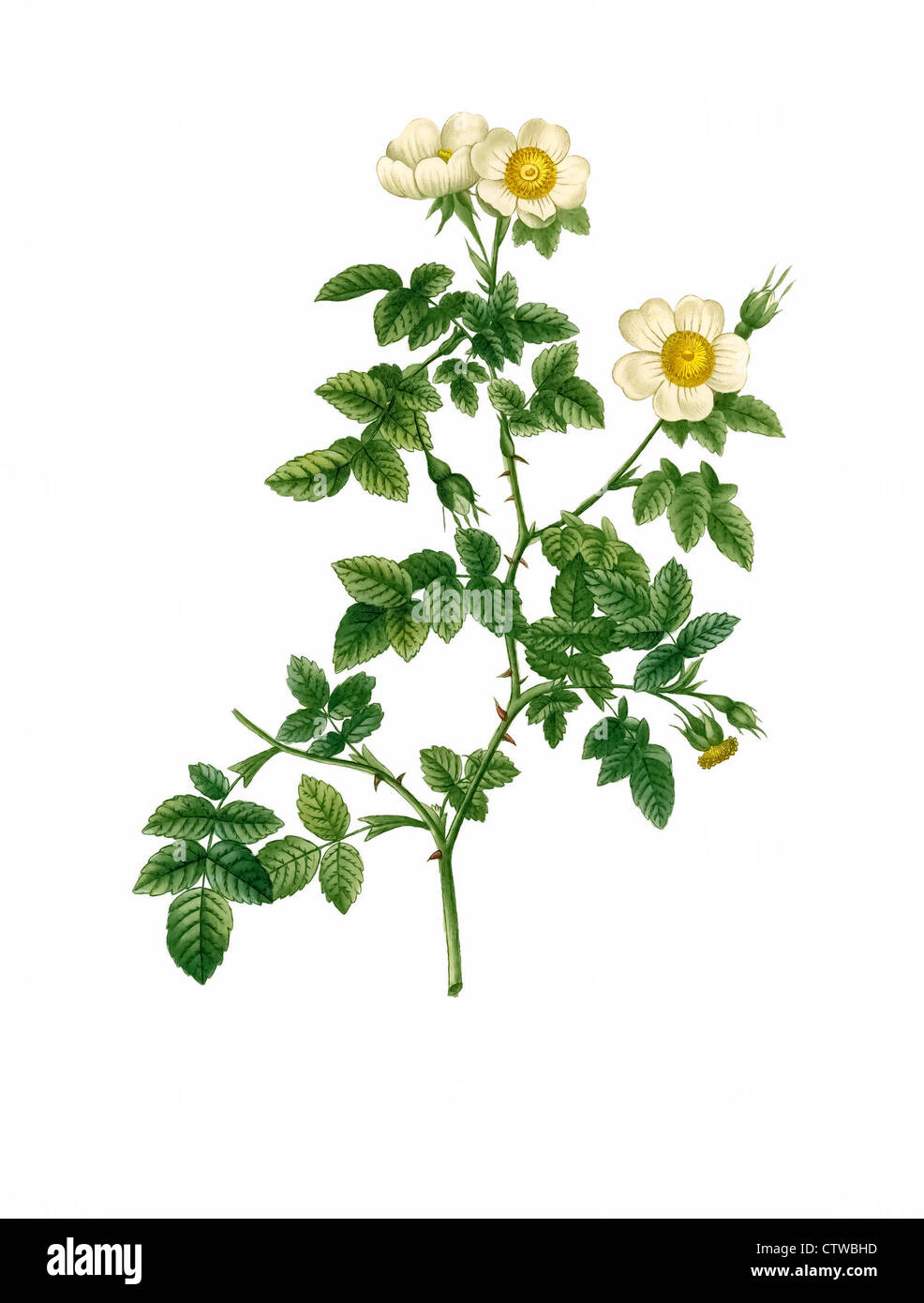 Rosa rubiginosa vaillantina (L'eglantine de Vaillant) Foto Stock