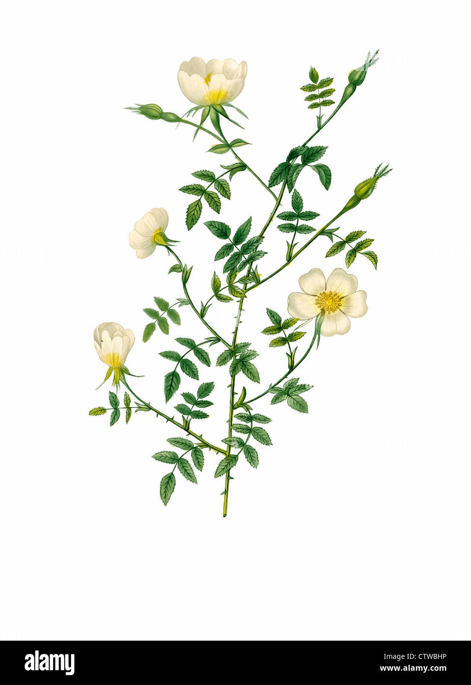 Illustrazione di rosa sepium myrtifolia (prati Rose) Foto Stock