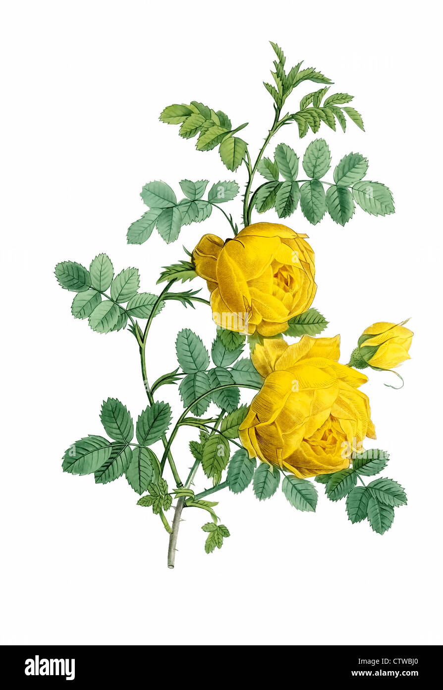 Illustrazione di rosa sulfurea (thory's rose) Foto Stock