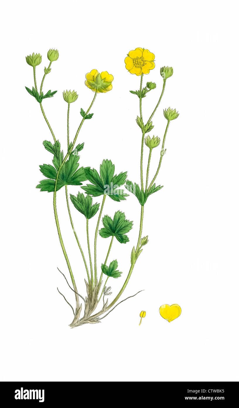 Illustrazione di un giallo cinquefoil alpine rose Foto Stock