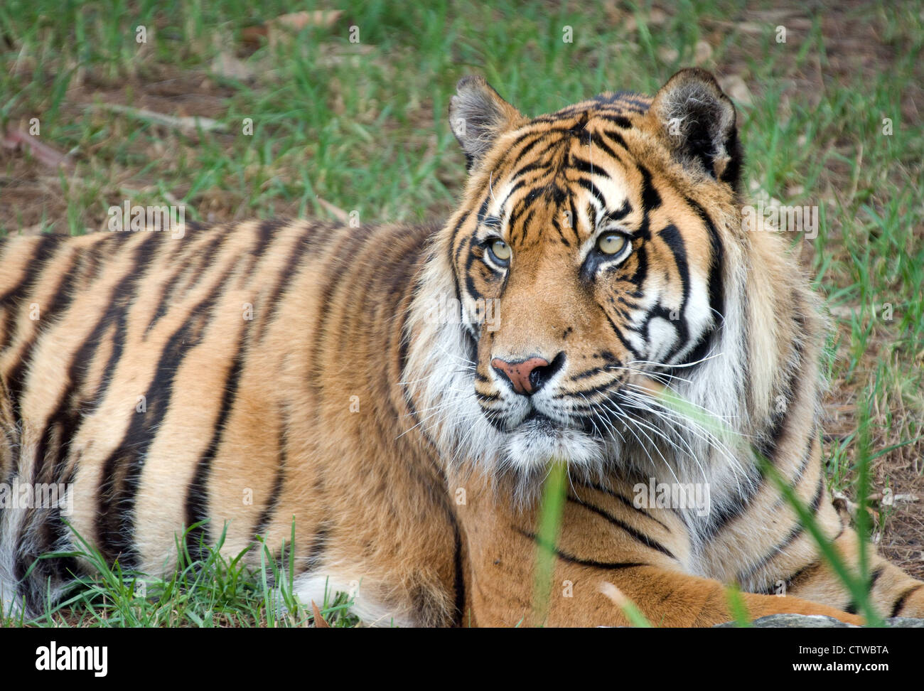 Grande immagine di un grande maschio tigre di Sumatra Foto Stock