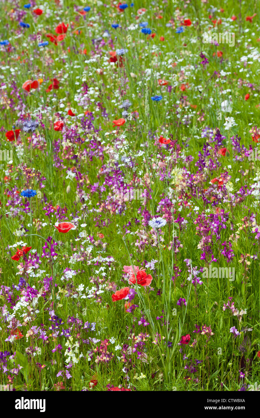 Inglese colorato giardino di fiori selvaggi Foto Stock