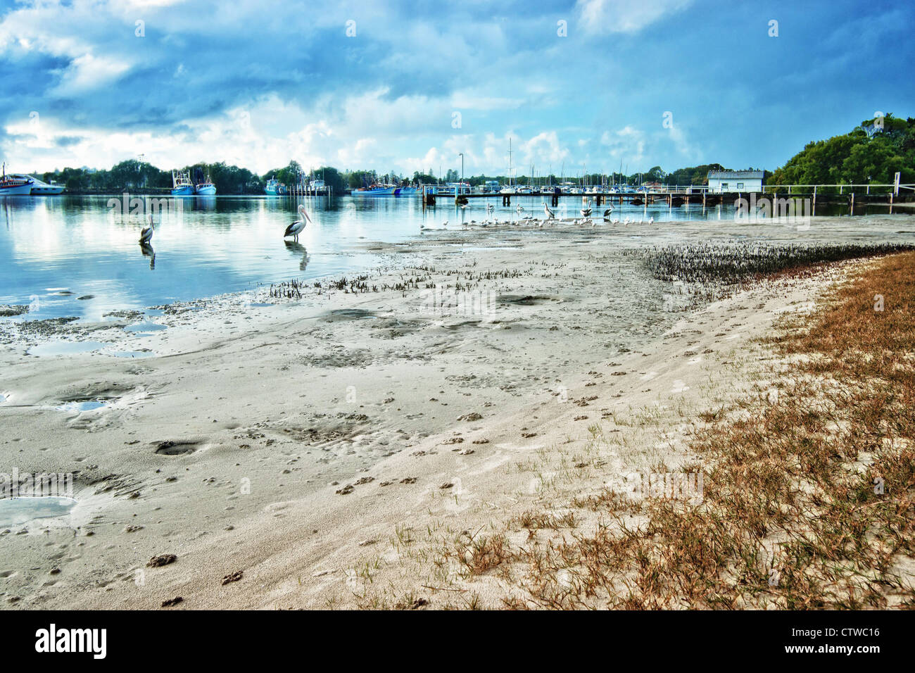 Yamba nsw con i pellicani presso il fiume beach Foto Stock