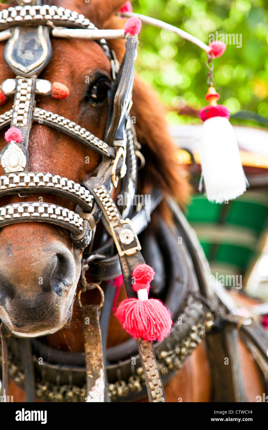 Cavallo per il trasporto di turisti e persone intorno a gilli twarangan, INDONESIA Foto Stock