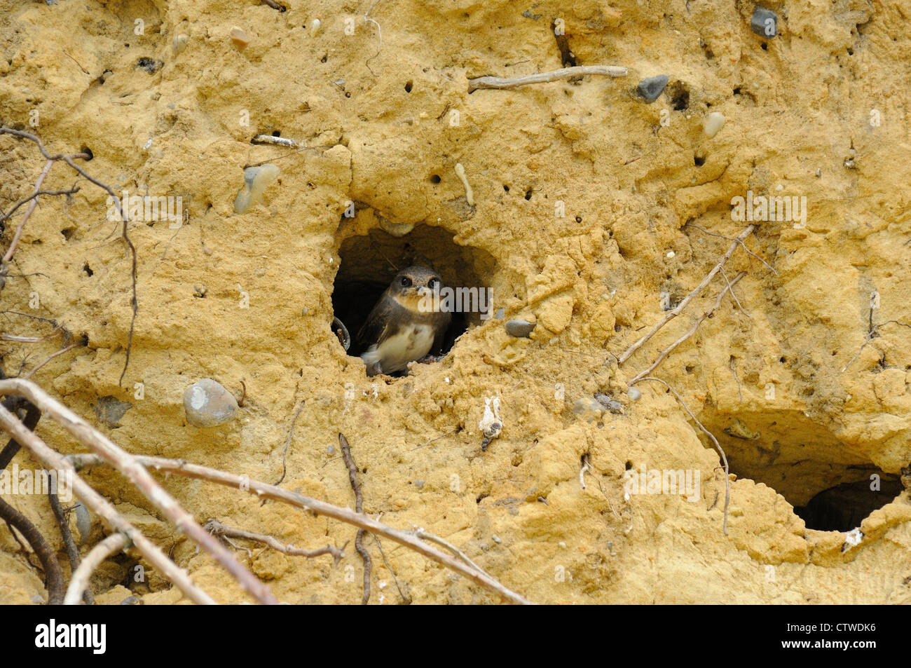 Sand martin Riparia Riparia, youngster guardando fuori dalla nidificazione scavano, Norfolk, Inghilterra, Giugno Foto Stock