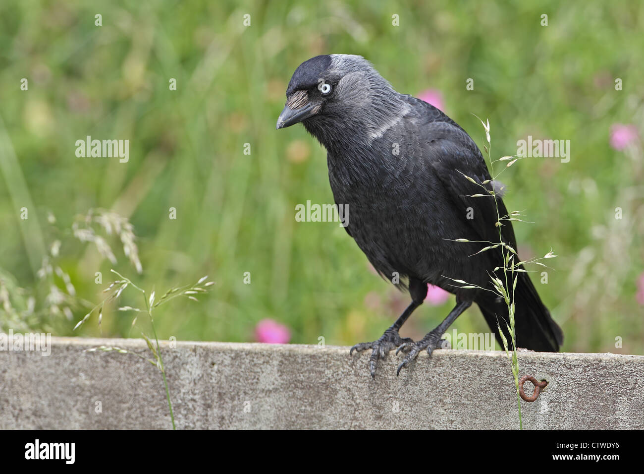 La Cornacchia nordici (Corvus monedula soemmerringii) Foto Stock