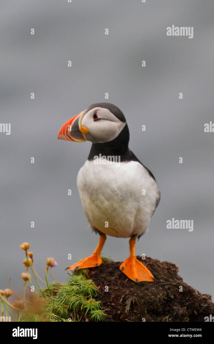 Orkney puffin Foto Stock