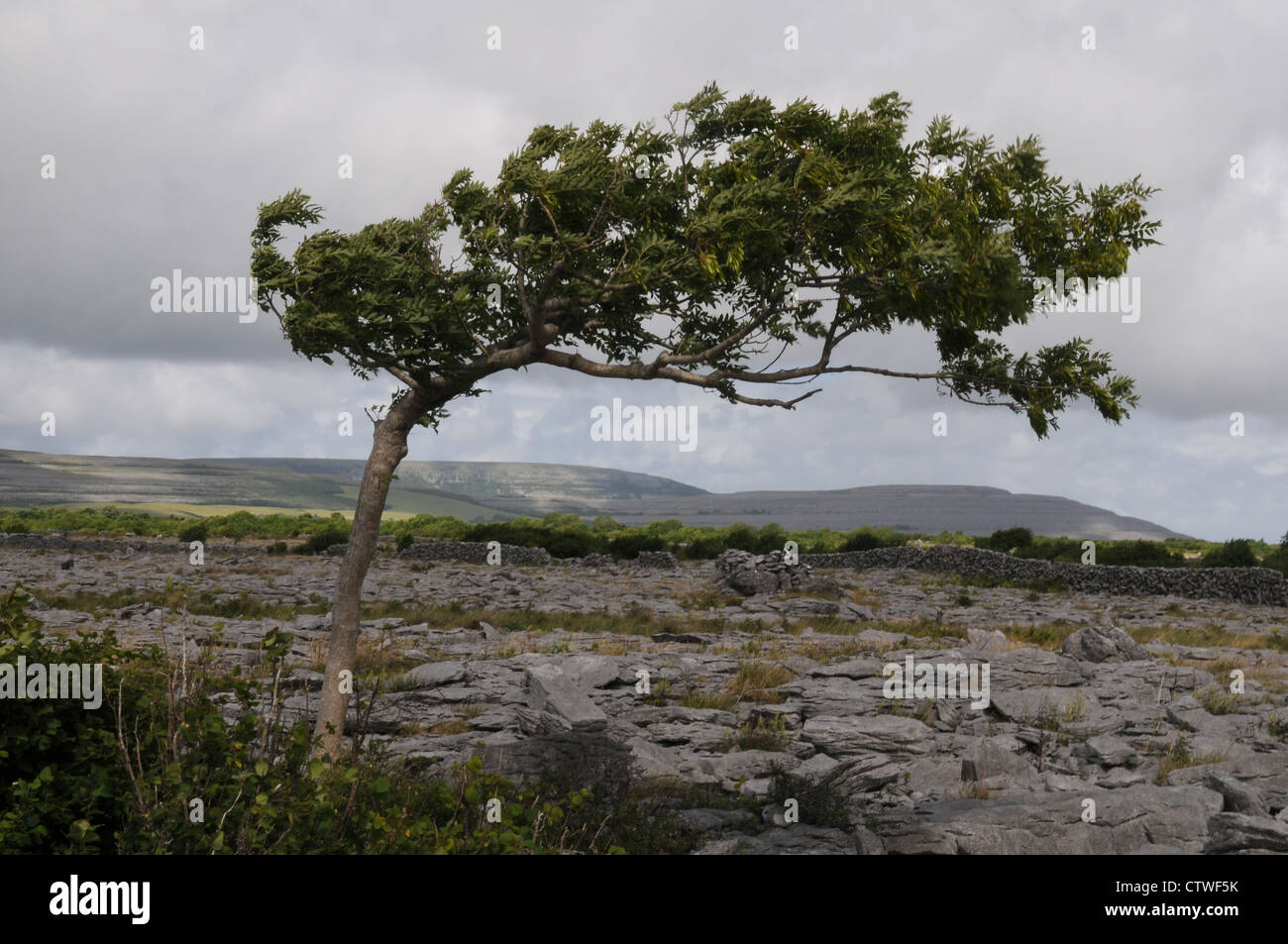 Un lone inclinando il frassino cresce su The Burren, County Clare, costa Ovest dell Irlanda Foto Stock