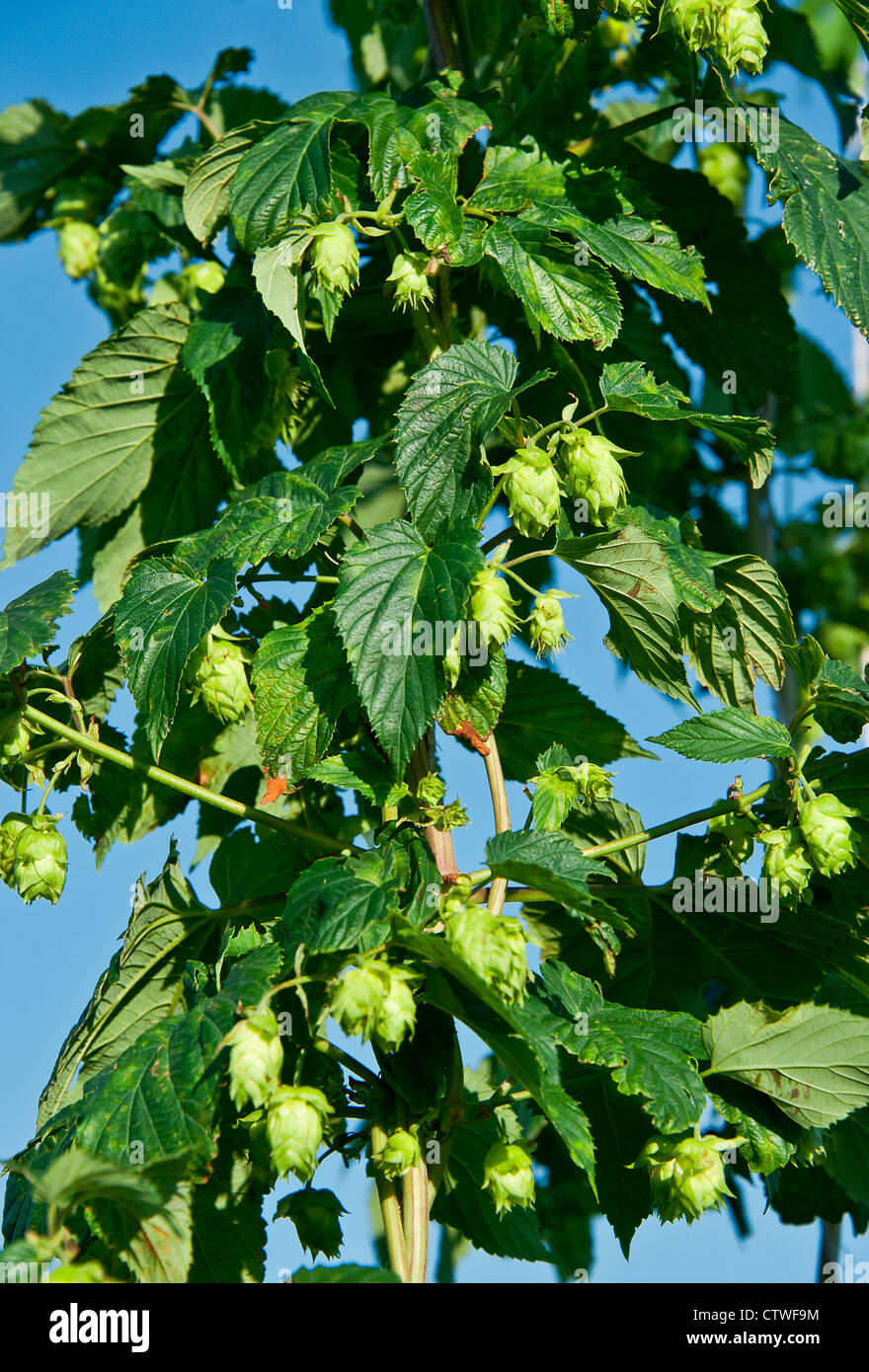 Luppolo pianta, Humulus lupulus. Foto Stock Luppolo pianta, Humulus lupulus. Foto Stock